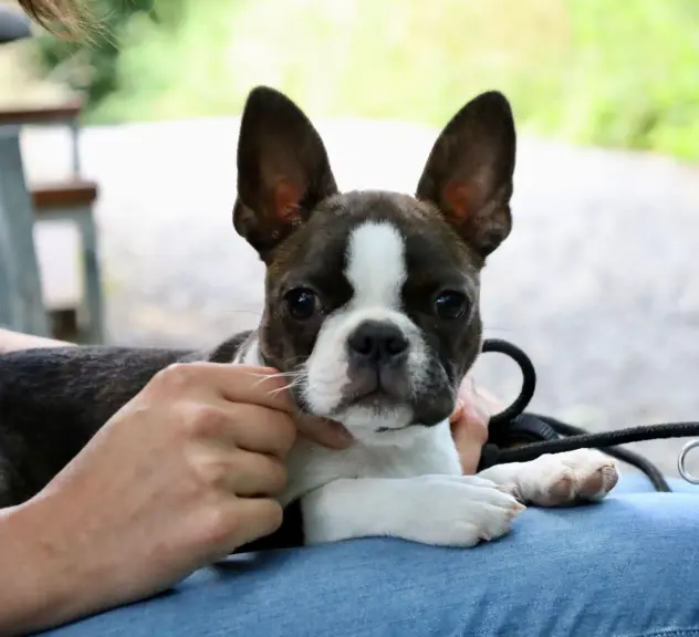 Französische Bulldogge auf Schoß