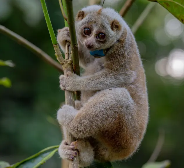 Laya, eine weibliche Bengalische Plumplori, wurde erfolgreich ausgewildert.