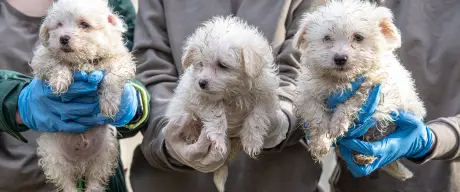 Hundefamilie Stahlwerkstraße im Tierschutzzentrum Dortmund.