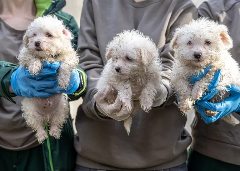 Hundefamilie Stahlwerkstraße im Tierschutzzentrum Dortmund.