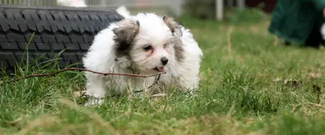 Weißer Hundewelpe auf grüner Wiese.