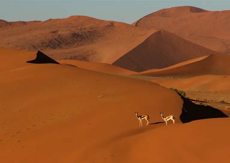 Namibia - Safari in ein Land der Extreme.