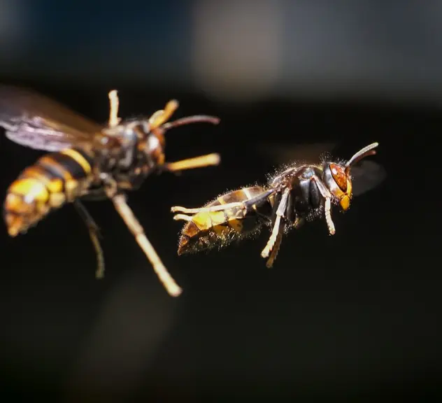 Zwei asiatische Hornissen im Flug