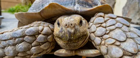 Spornschildkröte 