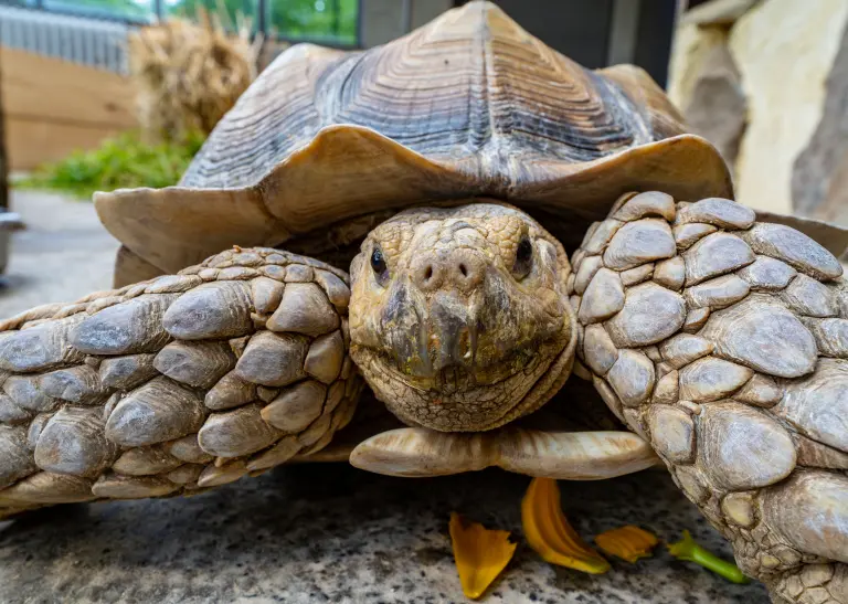 Spornschildkröte 