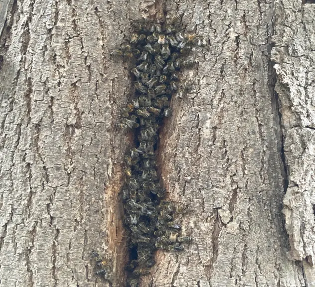 Dieses Bienenvolk lebt nicht mehr in der morschen Linde - es hat ein neues Zuhause gefunden bei einem Mitarbeiter des Grünflächenamts, der gleichzeitig Imker ist.