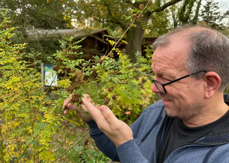 Rombergpark-Direktor Dr. Knopf mit einem Süßholz-Gewächs.