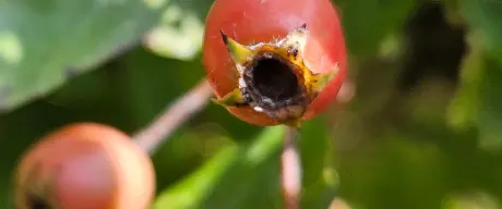 Zu sehen ist die rote Frucht der Weißdorn-Pflanze.