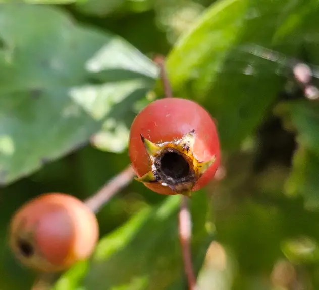 Zu sehen ist die rote Frucht der Weißdorn-Pflanze.