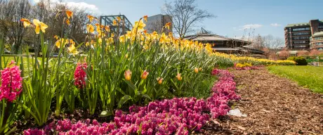 Blühende Blumen im Stadtgarten Dortmund im April.