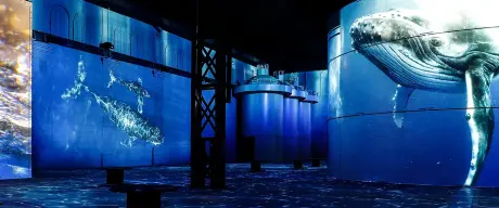 Blick in die immersive Ausstellung zeigt Wale und Wasser