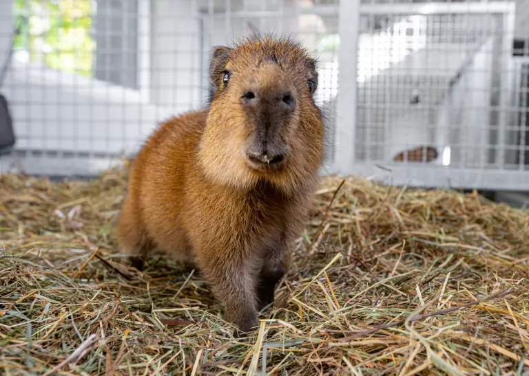 Capybara Jungtier im Dortmunder Zoo