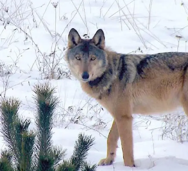 Wolf im Schnee