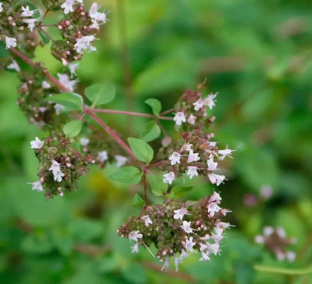 Oregano, der gerne von Insekten aufgesucht wird.