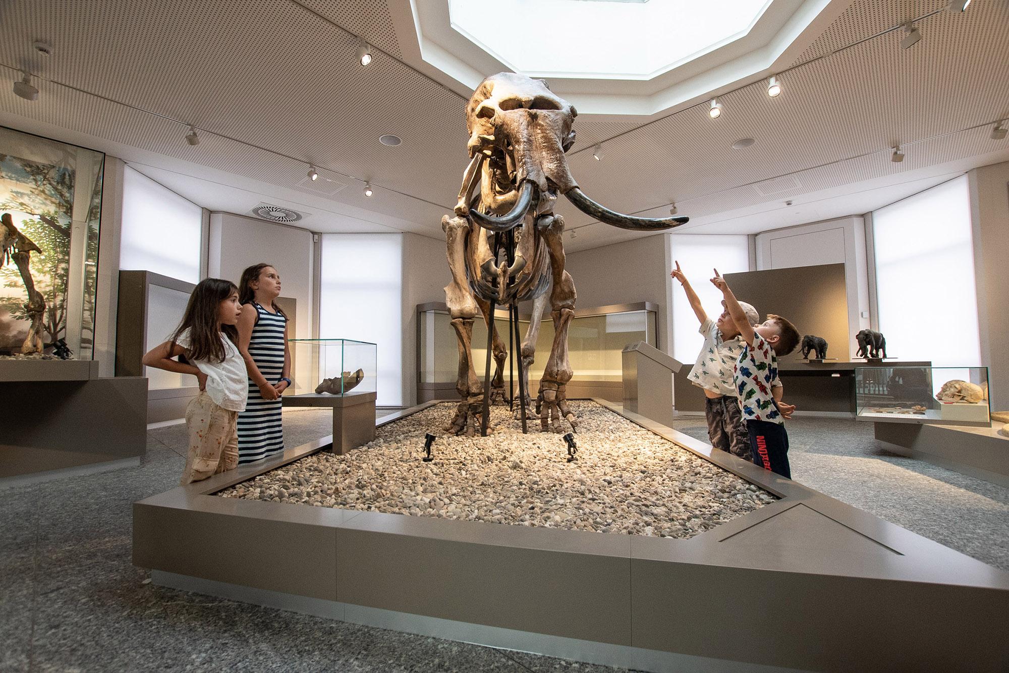 Mammutskelett im Naturmuseum