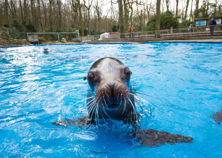 Eine Robbe in einem Wasserbecken im Dortmunder Zoo.