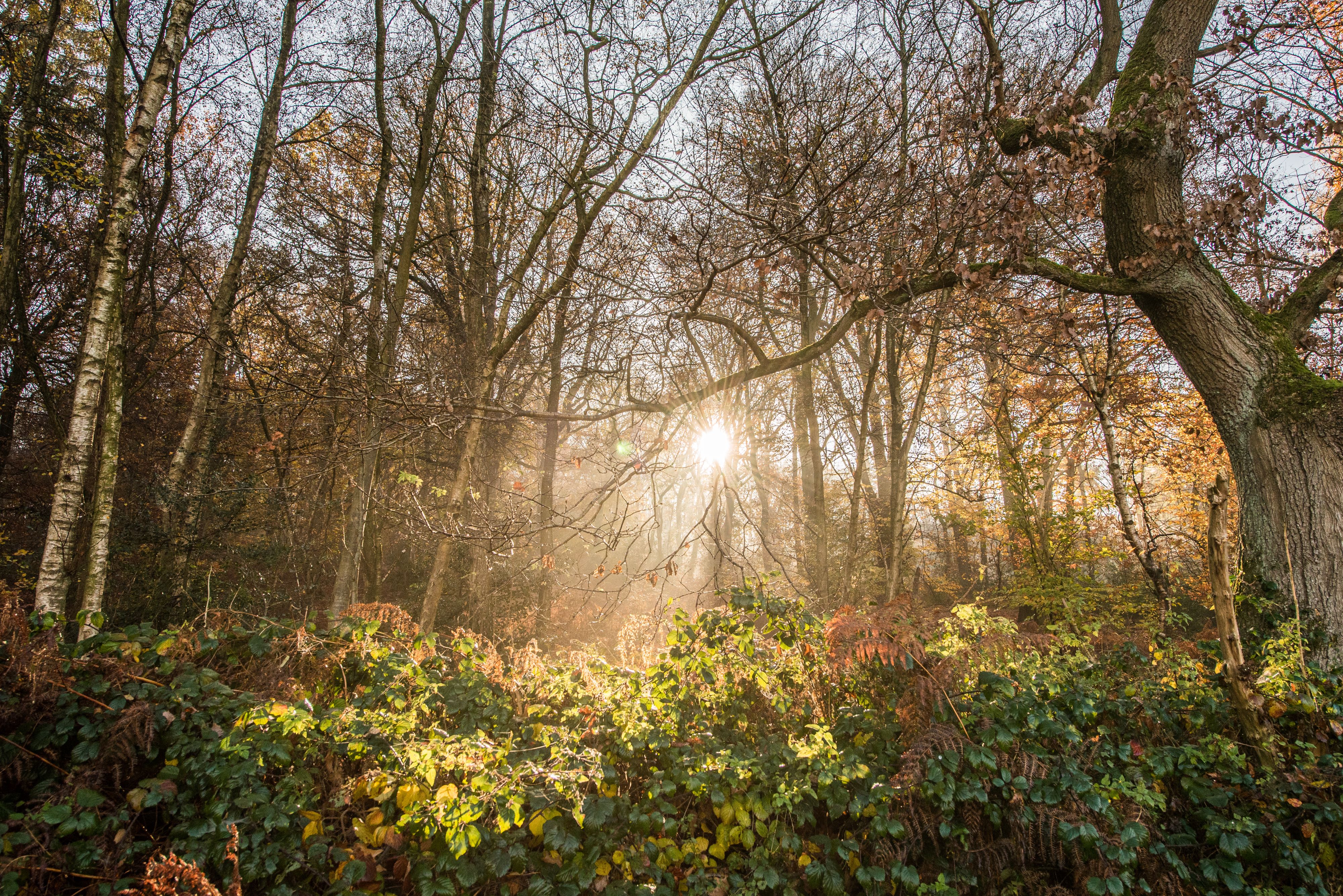Wald im Wannebachtal im Dortmunder Süden