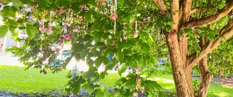 Baum im Westfalenpark, geschmückt mit bunten Schnullern zum Schnullertag am Regenbogenhaus, ein symbolischer Akt des Aufwachsens