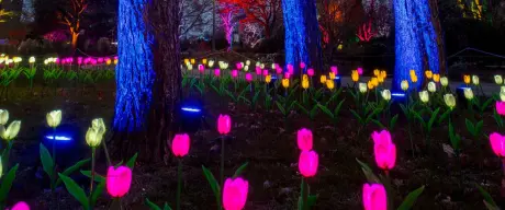 Faszinierendes Winterleuchten im Westfalenpark mit leuchtenden Tulpen und in Pink illuminierten Bäumen vor dem Hintergrund des Dortmunder Fernsehturms bei Dämmerung