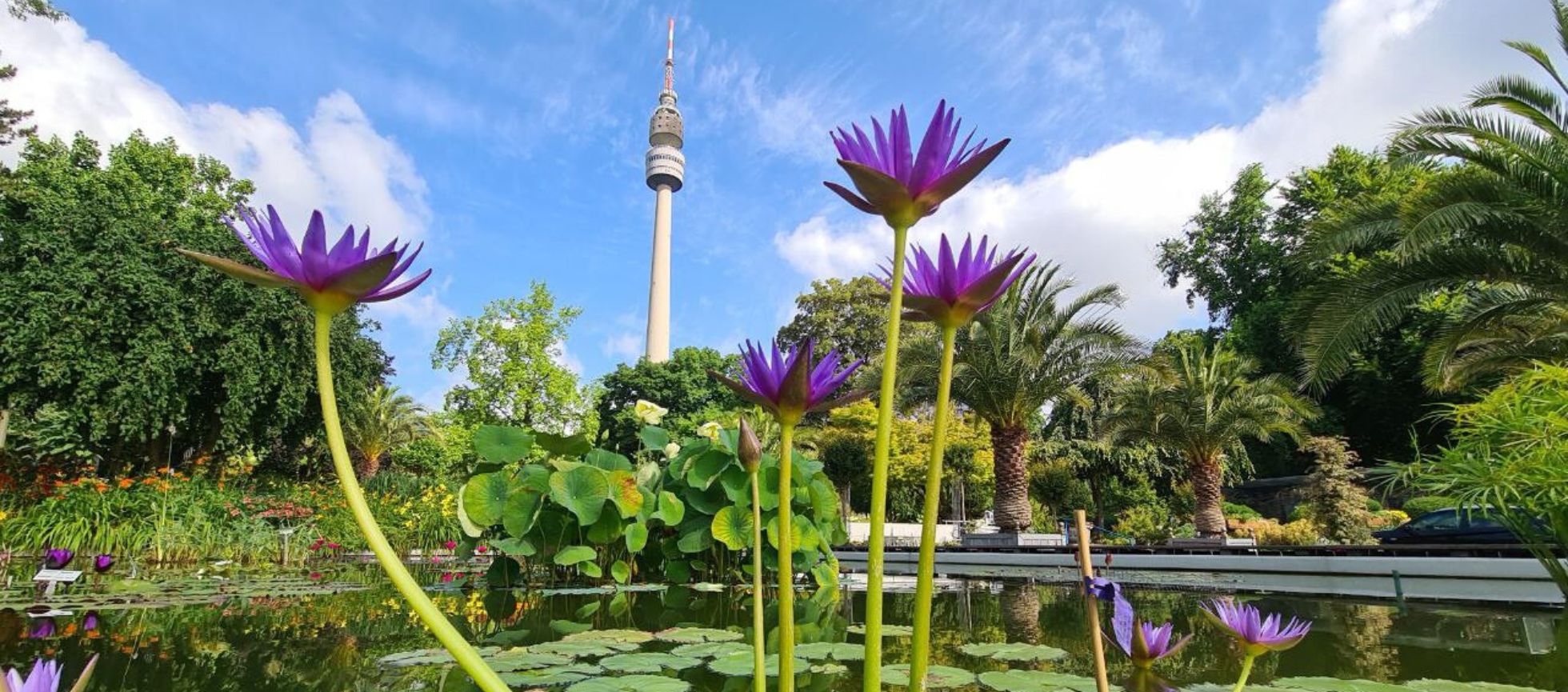 Seerosenteich im Westfalenpark
