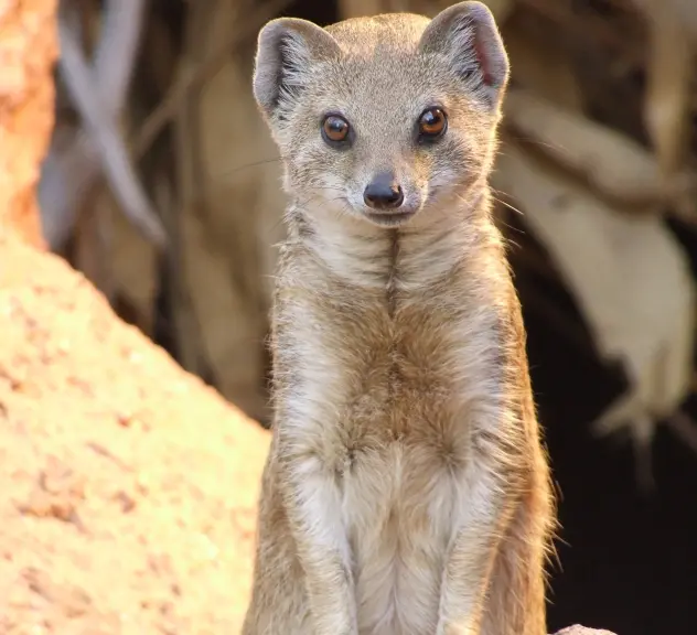 Eine Fuchsmanguste steht aufrecht auf einem Stein abgestützt und schaut in die Kamera