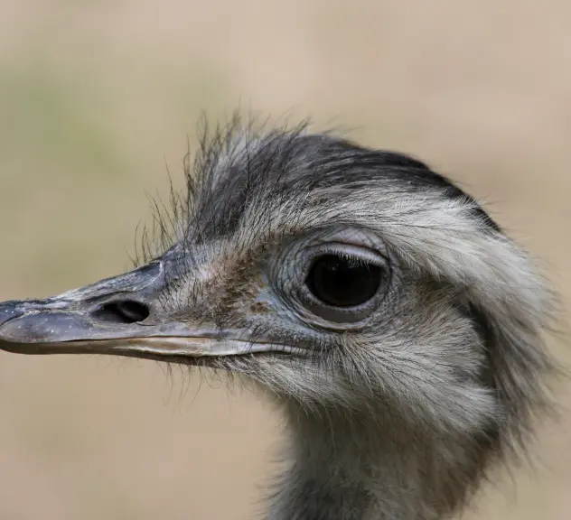 Ein brauner Vogel mit langem Schnabel und großen Augen im Seitenprofil