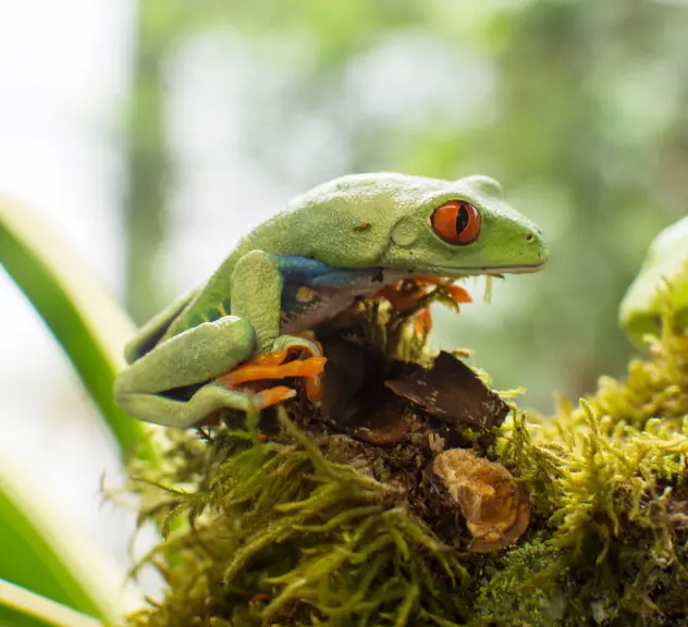 Ein kleiner grüner Frosch mit roten Augen sitzt auf einem Stock umgeben von Moos