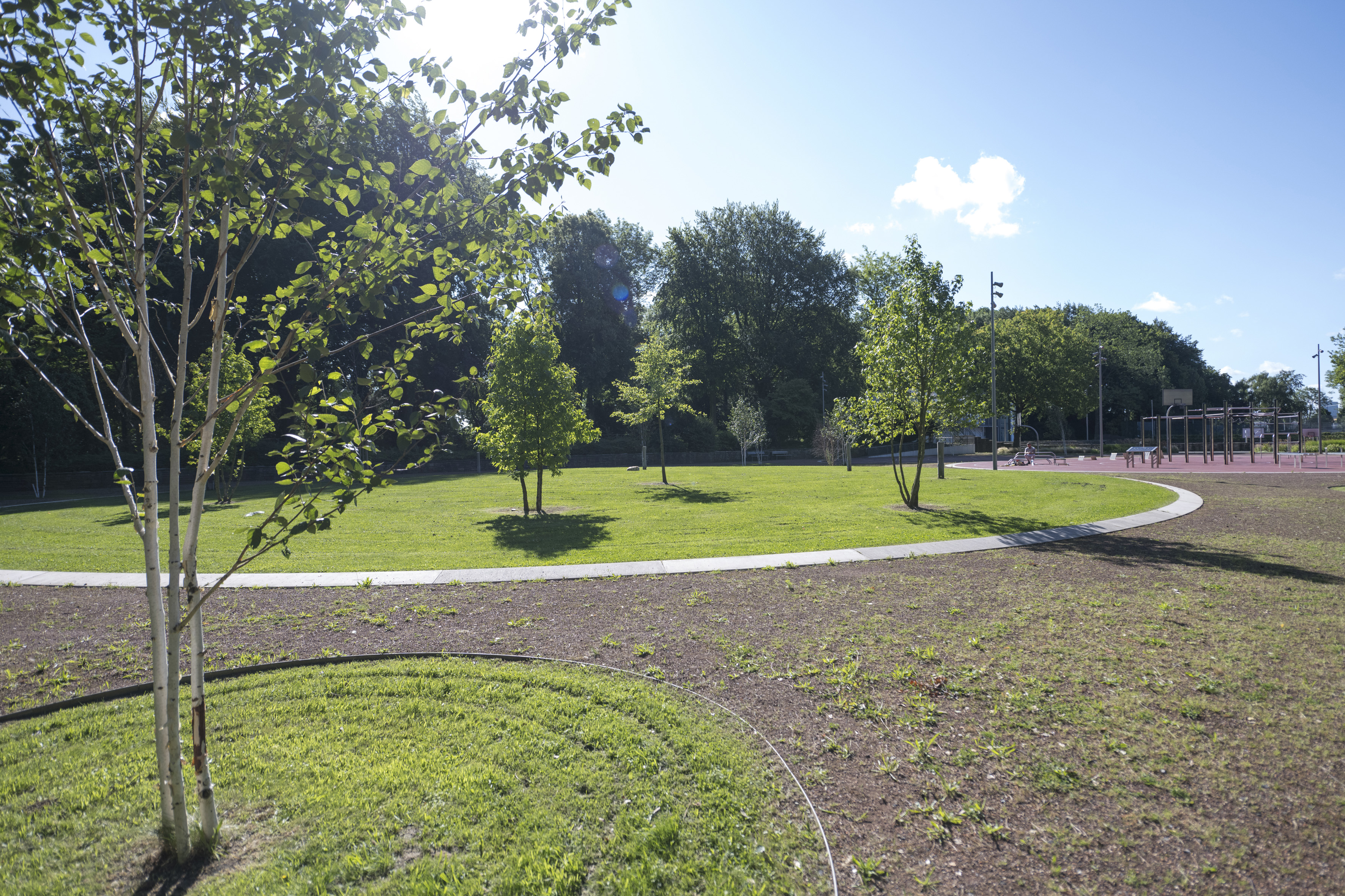 Junge Bäume auf einer kreisrunden Wiesenfläche. 
