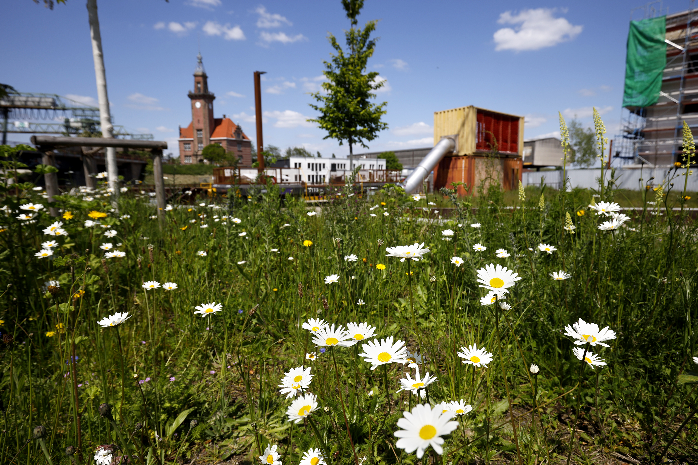 Wildblumen und eine Wiese vor der Kulisse des Alten Hafenamts Dortmund.