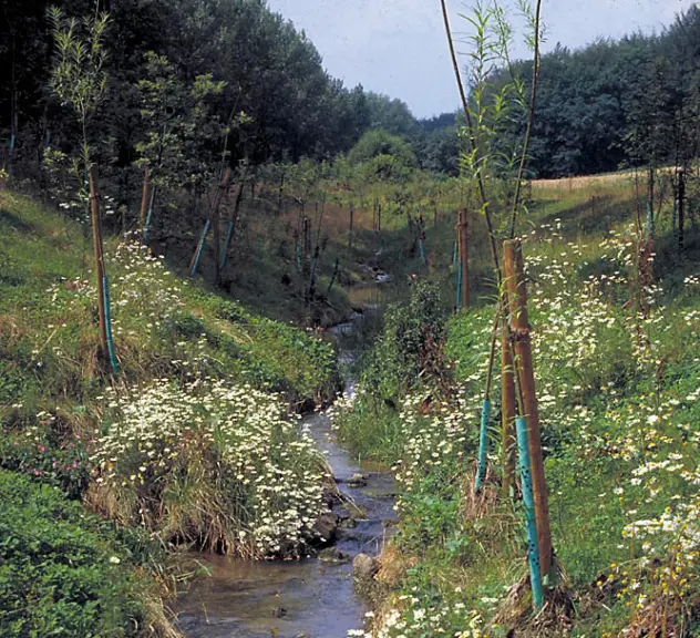 Der "Dellwiger Bach" ist bei Spaziergängern beliebt.