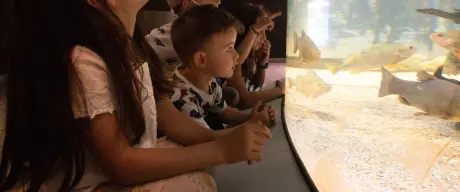 Zu sehen sind vier Kinder vor einem großen Aquarium mit hell- und dunkelgrauen Fischen. Die Kinder staunen.