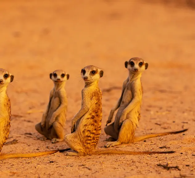 Zu sehen sind vier Erdmännchen, die Richtung Kamera blicken. Sie stehen auf orange-bräunlichem und sandigem Boden.