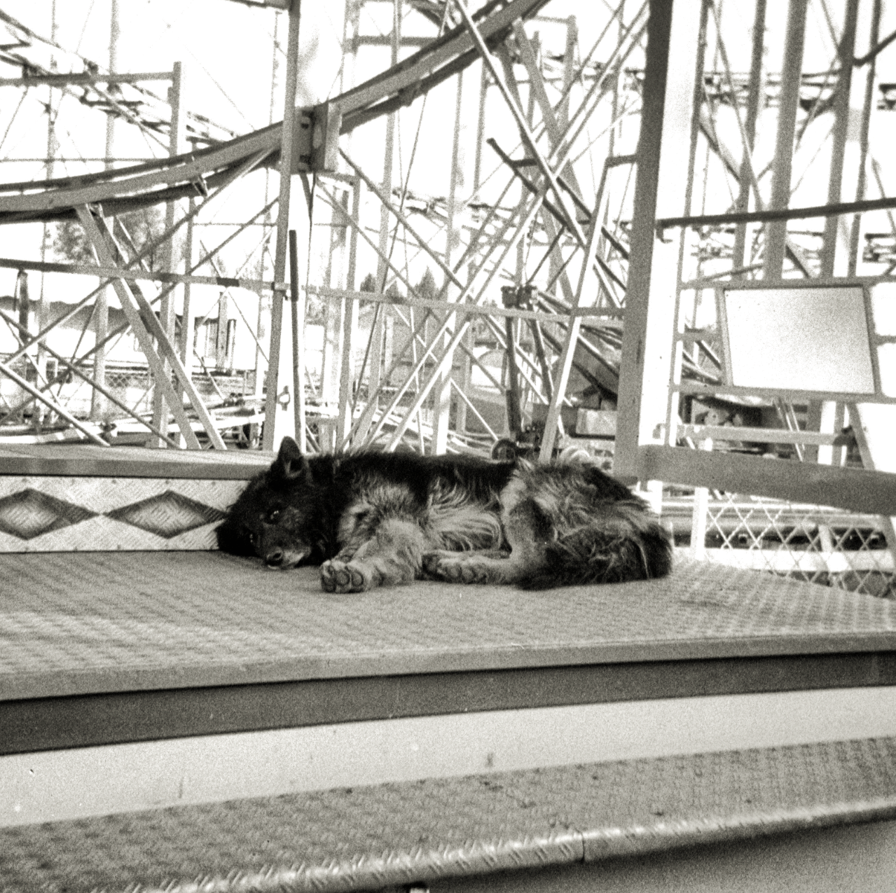 Schwarz-weiß Foto eines Schäferhunds, der vor einer Achterbahn liegt.