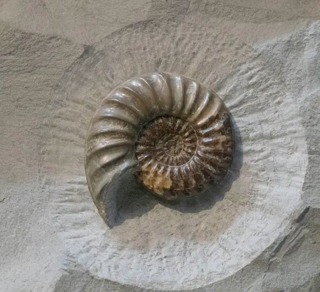 Fossil eines Ammoniten auf einem steinernen Untergrund, gut sichtbar mit klaren Details der spiraligen Schale