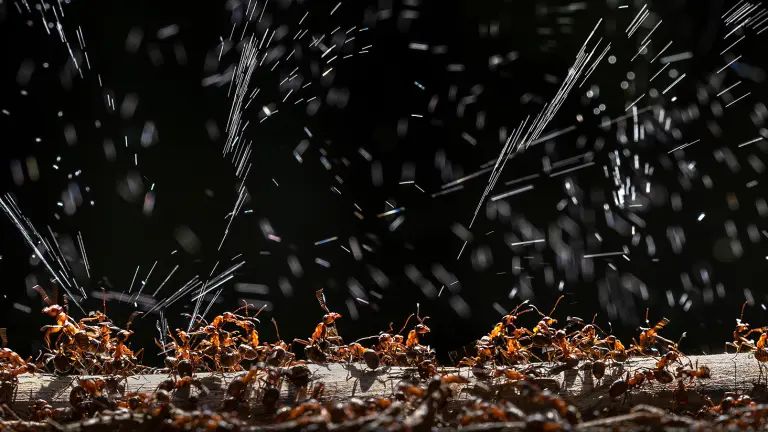 Teil einer Ameisenkolonie auf einem Baumstamm vor dunklem Hintergrund mit Wasserspritzern.