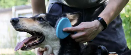 Das Fell eines Hundes mit schwarzem Fell und hellem Gesicht wird gebürstet