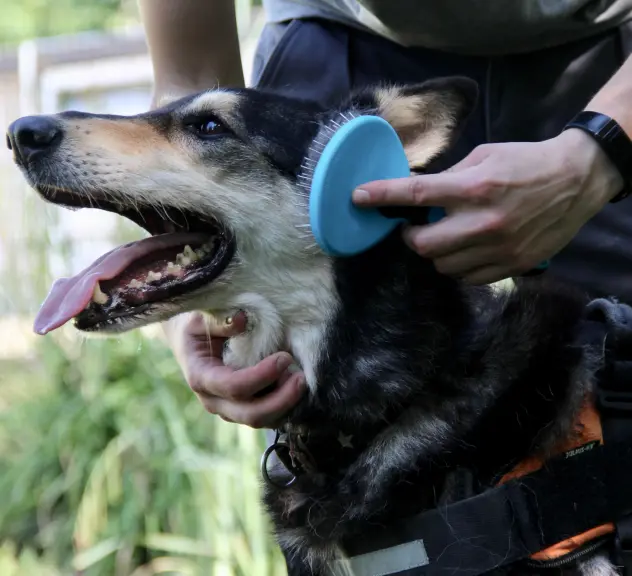 Das Fell eines Hundes mit schwarzem Fell und hellem Gesicht wird gebürstet