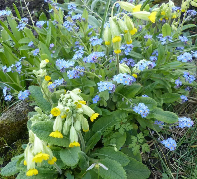 Schlüsselblume und Vergissmeinnicht