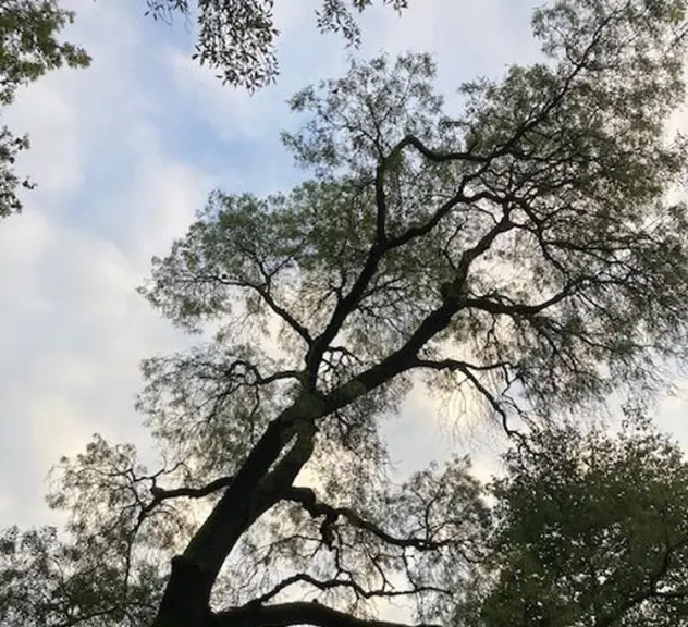 Blick in den Himmel durch eine Baumkrone