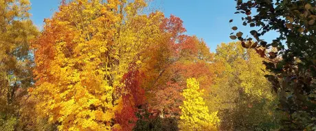 Kanadischer Ahorn (Acer Saccharum) mit herbstlich verfärbten Blättern 