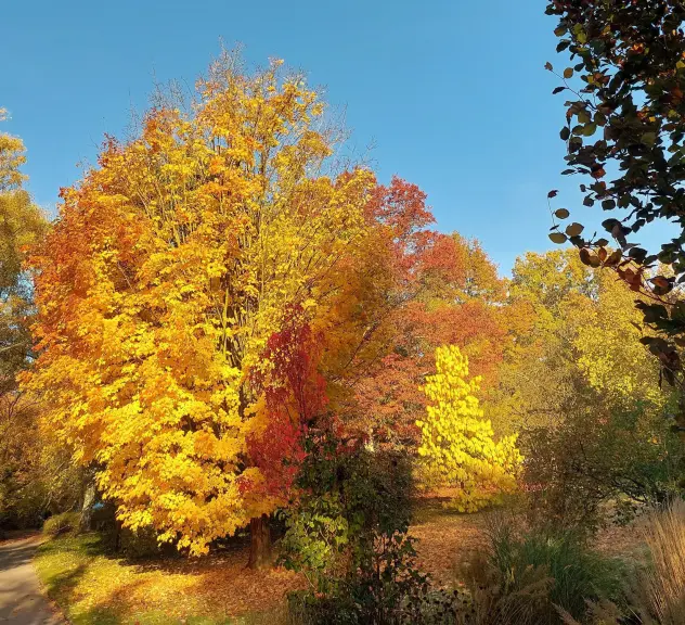 Kanadischer Ahorn (Acer Saccharum) mit herbstlich verfärbten Blättern 