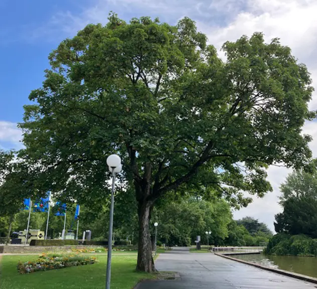 Ein großer Baum am Weg im Westfalenpark