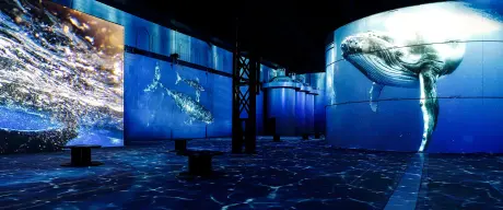 Blick in die immersive Ausstellung zeigt Wale und Wasser